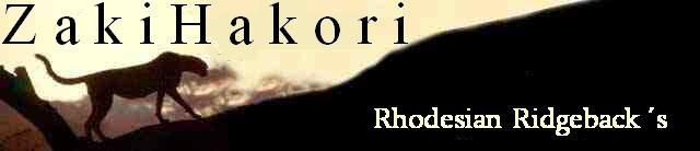 CH. Heshima ya Kimba Dizzy Scooby-Dee (Germany)