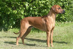 Red's son: DUCh SUCh SVCh Inanda Mellberg Edelrood