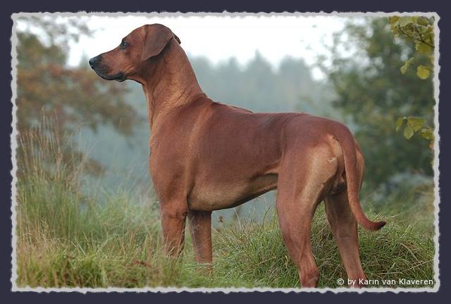CH. Heshima ya Kimba Energy of Red