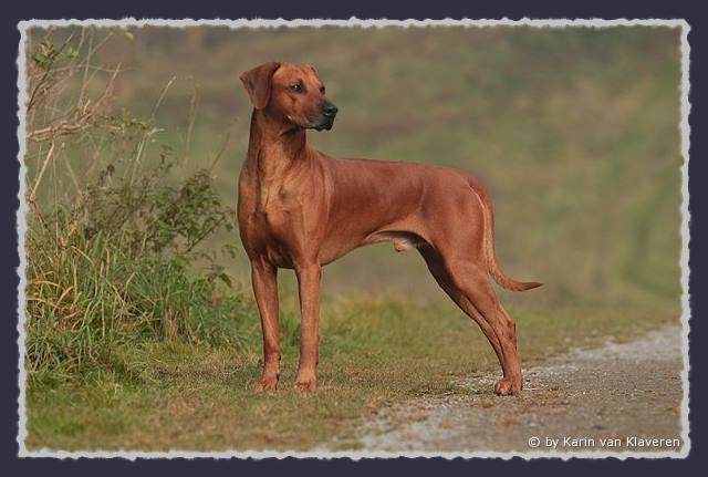 CH. Heshima ya Kimba Energy of Red