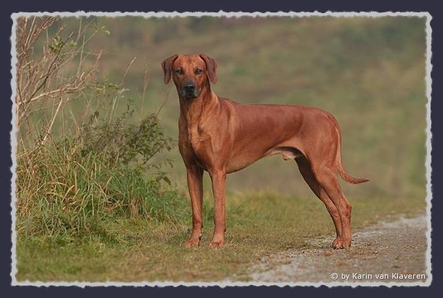 CH. Heshima ya Kimba Energy of Red