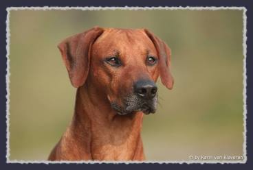 CH. Heshima ya Kimba Energy of Red by Karin van Klaveren