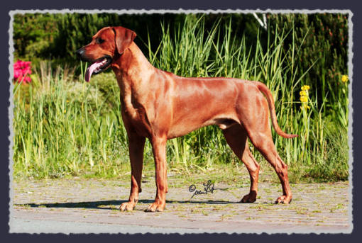Red � by KvK