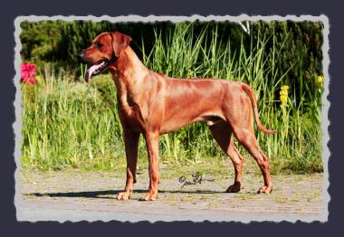 CH. Heshima ya Kimba Energy of Red