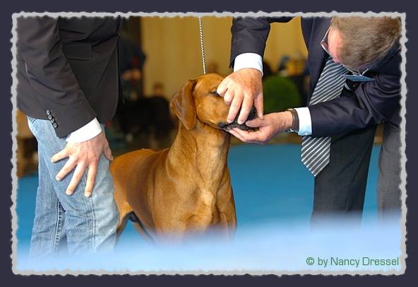 CH. Heshima ya Kimba Energy of Red � by Nancy Dressel