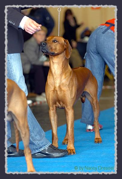 CH. Heshima ya Kimba Energy of Red � by Nancy Dressel