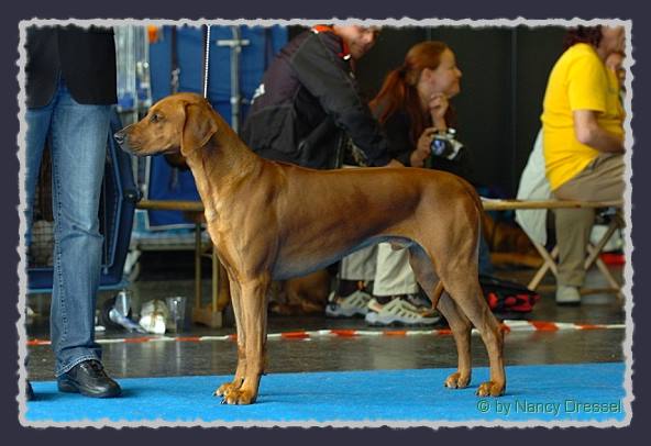 CH. Heshima ya Kimba Energy of Red � by Nancy Dressel