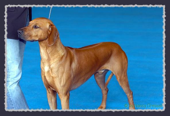 CH. Heshima ya Kimba Energy of Red � by Nancy Dressel