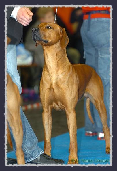 CH. Heshima ya Kimba Energy of Red � by Nancy Dressel