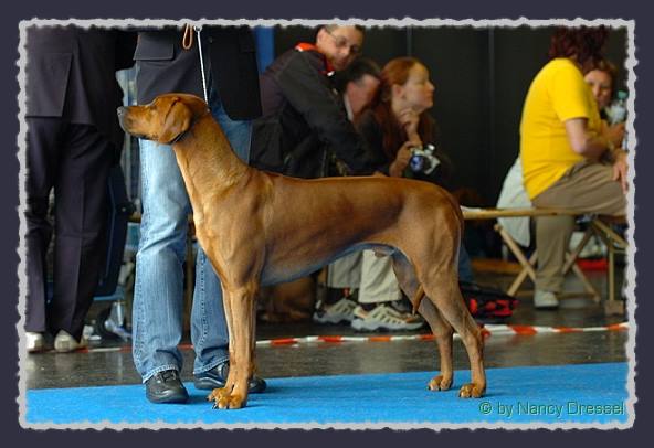 CH. Heshima ya Kimba Energy of Red � by Nancy Dressel